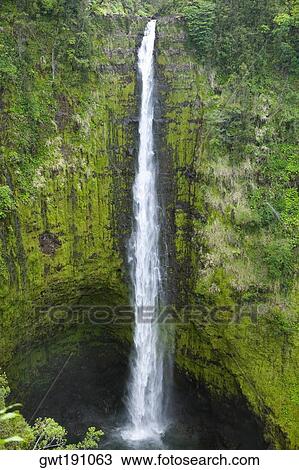 Waterfall in a forest, Akaka Falls, Akaka Falls State Park, Hilo, Big Island, Hawaii Islands, USA View Large Photo Image Stock Image - Waterfall in a forest, Akaka Falls, Akaka Falls State Park, Hilo, Big Island, Hawaii Islands, USA. Fotosearch