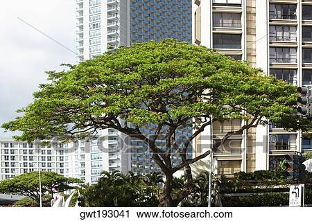 Buildings in a city, Honolulu, Oahu, Hawaii Islands, USA View Large Photo Image Stock Image - Buildings in a city, Honolulu, Oahu, Hawaii Islands, USA. Fotosearch