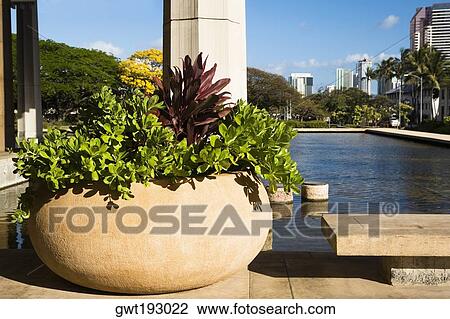 Stock Image - Close-up of a potted plant at the poolside, Honolulu, Oahu, Hawaii Islands, USA. Fotosearch
