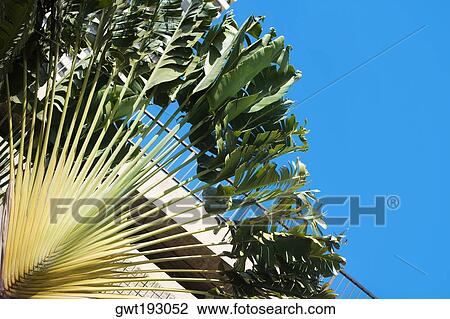 Low angle view of a tree in front of a building, Honolulu, Oahu, Hawaii Islands, USA View Large Photo Image Stock Image - Low angle view of a tree in front of a building, Honolulu, Oahu, Hawaii Islands, USA. Fotosearch