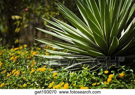 Plants in a park, Honolulu, Oahu, Hawaii Islands, USA View Large Photo Image Stock Image - Plants in a park, Honolulu, Oahu, Hawaii Islands, USA. Fotosearch