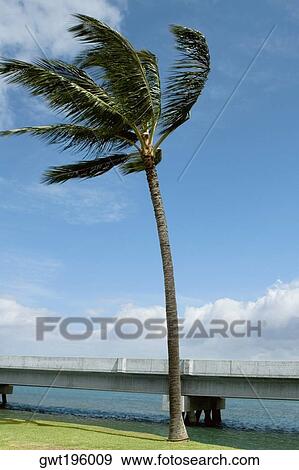 Side profile of a man sitting on an artillery cannon, Pearl Harbor, Honolulu, Oahu, Hawaii Islands, USA View Large Photo Image Stock Photo - Side profile of a man sitting on an artillery cannon, Pearl Harbor, Honolulu, Oahu, Hawaii Islands, USA. Fotosearch