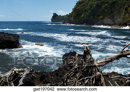 Fallen trees on the coast, Hawaii Tropical Botanical Garden, Hilo, Big Island, Hawaii Islands, USA View Large Photo Image Stock Image - Fallen trees on the coast, Hawaii Tropical Botanical Garden, Hilo, Big Island, Hawaii Islands, USA. Fotosearch