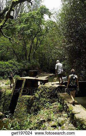 Rear view of two tourists walking in an orchard, Twin Falls, Maui, Hawaii Islands, USA View Large Photo Image Picture - Rear view of two tourists walking in an orchard, Twin Falls, Maui, Hawaii Islands, USA. Fotosearch