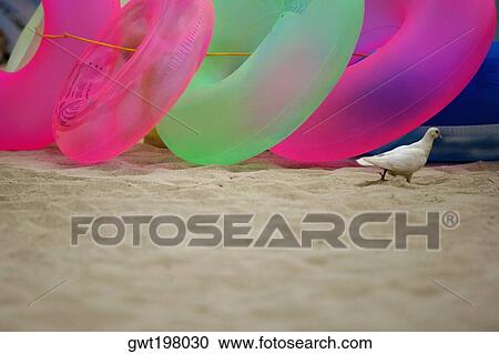 Pigeon and inflatable rings on the beach, Waikiki Beach, Honolulu, Oahu, Hawaii Islands, USA View Large Photo Image Stock Image - Pigeon and inflatable rings on the beach, Waikiki Beach, Honolulu, Oahu, Hawaii Islands, USA. Fotosearch