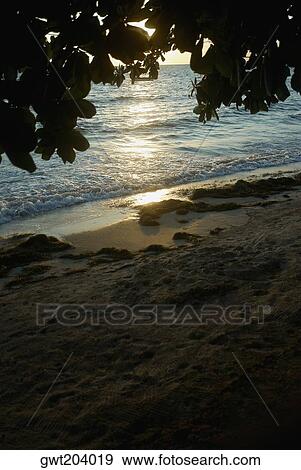 Branches of a tree overlooking the beach, South West Bay, Providencia, Providencia y Santa Catalina, San Andres y Providencia Department, Colombia View Large Photo Image Stock Photo - Branches of a tree overlooking the beach, South West Bay, Providencia, Providencia y Santa Catalina, San Andres y Providencia Department, Colombia. Fotosearch