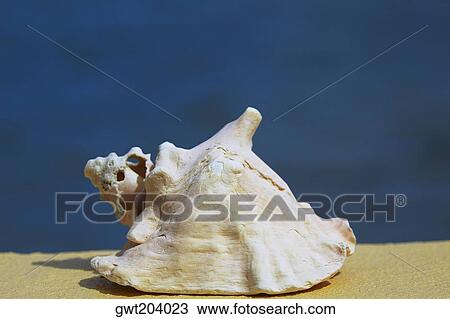Close-up of a conch shell, Providencia y Santa Catalina, San Andres y Providencia Department, Colombia View Large Photo Image Stock Image - Close-up of a conch shell, Providencia y Santa Catalina, San Andres y Providencia Department, Colombia. Fotosearch