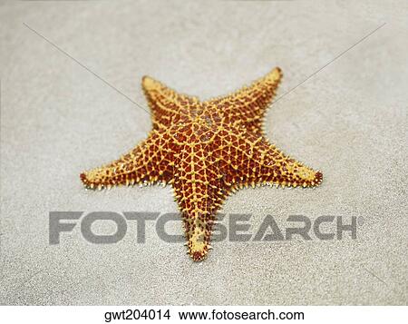 Close-up of a Cushion Starfish (Oreaster reticulatus) in sand, Providencia, Providencia y Santa Catalina, San Andres y Providencia Department, Colombia View Large Photo Image Picture - Close-up of a Cushion Starfish (Oreaster reticulatus) in sand, Providencia, Providencia y Santa Catalina, San Andres y Providencia Department, Colombia. Fotosearch