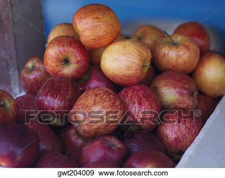 Close-up of a heap of apples in a fruit carton, Providencia, Providencia y Santa Catalina, San Andres y Providencia Department, Colombia View Large Photo Image Stock Photo - Close-up of a heap of apples in a fruit carton, Providencia, Providencia y Santa Catalina, San Andres y Providencia Department, Colombia. Fotosearch