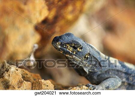 Close-up of a lizard, Providencia y Santa Catalina, San Andres y Providencia Department, Colombia View Large Photo Image Stock Image - Close-up of a lizard, Providencia y Santa Catalina, San Andres y Providencia Department, Colombia. Fotosearch