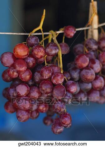 Close-up of red grapes hanging at a market stall, Providencia, Providencia y Santa Catalina, San Andres y Providencia Department, Colombia View Large Photo Image Stock Image - Close-up of red grapes hanging at a market stall, Providencia, Providencia y Santa Catalina, San Andres y Providencia Department, Colombia. Fotosearch