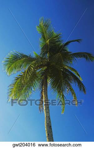 Low angle view of a palm tree, Providencia, san Andres Providencia y Santa Catalina, San Andres y Providencia Department, Colombia View Large Photo Image Stock Photograph - Low angle view of a palm tree, Providencia, san Andres Providencia y Santa Catalina, San Andres y Providencia Department, Colombia. Fotosearch