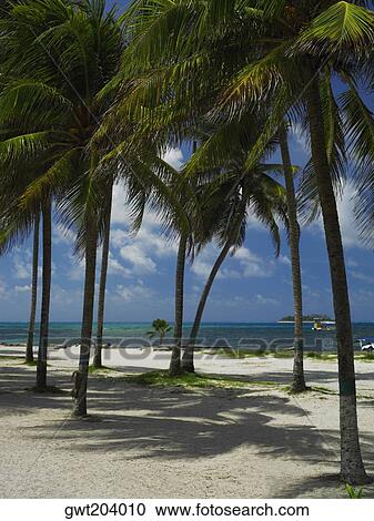 Palm trees on the beach, Spratt Bight Beach, San Andres, Providencia y Santa Catalina, San Andres y Providencia Department, Colombia View Large Photo Image Stock Image - Palm trees on the beach, Spratt Bight Beach, San Andres, Providencia y Santa Catalina, San Andres y Providencia Department, Colombia. Fotosearch