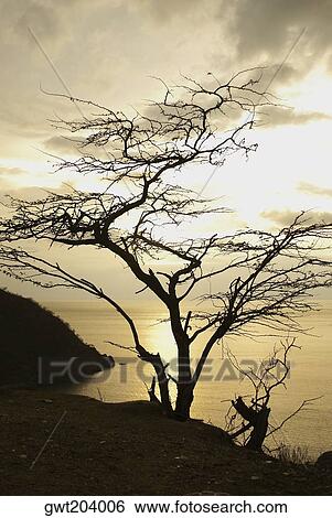 Silhouette of a tree at sunset, Taganga Bay, Departamento De Magdalena, Colombia View Large Photo Image Stock Photograph - Silhouette of a tree at sunset, Taganga Bay, Departamento De Magdalena, Colombia. Fotosearch
