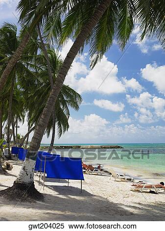 Tourists sunbathing on the beach, Spratt Bight Beach, San Andres, Providencia y Santa Catalina, San Andres y Providencia Department, Colombia View Large Photo Image Stock Photography - Tourists sunbathing on the beach, Spratt Bight Beach, San Andres, Providencia y Santa Catalina, San Andres y Providencia Department, Colombia. Fotosearch
