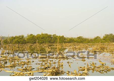 Water in a swamp, Cienaga, Atlantico, Colombia View Large Photo Image Stock Photograph - Water in a swamp, Cienaga, Atlantico, Colombia. Fotosearch