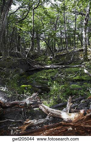 Fallen trees in a forest, Argentine Glaciers National Park, Patagonia, Argentina View Large Photo Image Picture - Fallen trees in a forest, Argentine Glaciers National Park, Patagonia, Argentina. Fotosearch