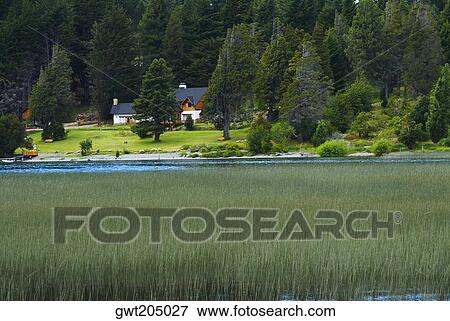 Tall grass in a lake, Lake Nahuel Huapi, San Carlos De Bariloche, Argentina View Large Photo Image Stock Photo - Tall grass in a lake, Lake Nahuel Huapi, San Carlos De Bariloche, Argentina. Fotosearch