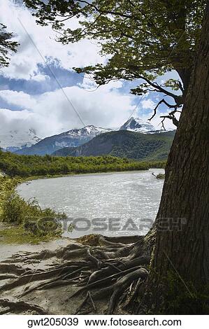 Trees at the lakeside with mountains in the background, Lake Argentino, Argentine Glaciers National Park, Patagonia, Argentina View Large Photo Image Stock Photo - Trees at the lakeside with mountains in the background, Lake Argentino, Argentine Glaciers National Park, Patagonia, Argentina. Fotosearch