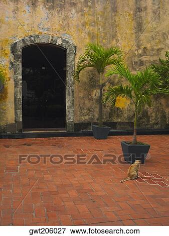 Cat sitting near a potted plant, Old Panama, Panama City, Panama View Large Photo Image Stock Photo - Cat sitting near a potted plant, Old Panama, Panama City, Panama. Fotosearch
