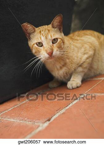 Close-up of a cat, Old Panama, Panama City, Panama View Large Photo Image Stock Photo - Close-up of a cat, Old Panama, Panama City, Panama. Fotosearch