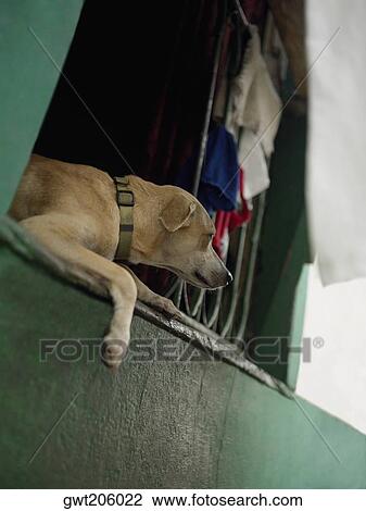 Close-up of a dog lying on a window, Old Panama, Panama City, Panama View Large Photo Image Stock Image - Close-up of a dog lying on a window, Old Panama, Panama City, Panama. Fotosearch