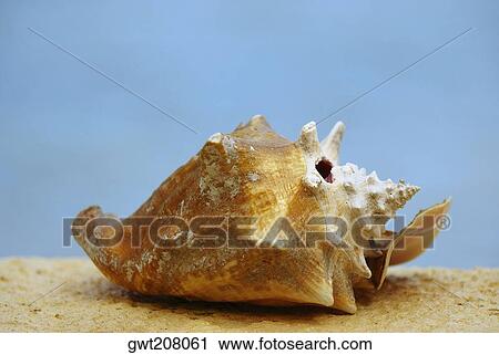 Stock Image - Close-up of a conch shell, Providencia y Santa Catalina, San Andres y Providencia Department, Colombia. Fotosearch