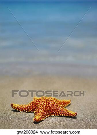Close-up of a Cushion Starfish (Oreaster reticulatus) on the beach, Providencia, Providencia y Santa Catalina, San Andres y Providencia Department, Colombia View Large Photo Image Picture - Close-up of a Cushion Starfish (Oreaster reticulatus) on the beach, Providencia, Providencia y Santa Catalina, San Andres y Providencia Department, Colombia. Fotosearch