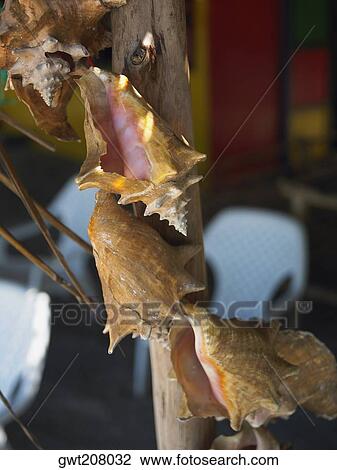 Close-up of conch shells hanging on a wooden pole, Providencia, Providencia y Santa Catalina, San Andres y Providencia Department, Colombia View Large Photo Image Stock Image - Close-up of conch shells hanging on a wooden pole, Providencia, Providencia y Santa Catalina, San Andres y Providencia Department, Colombia. Fotosearch