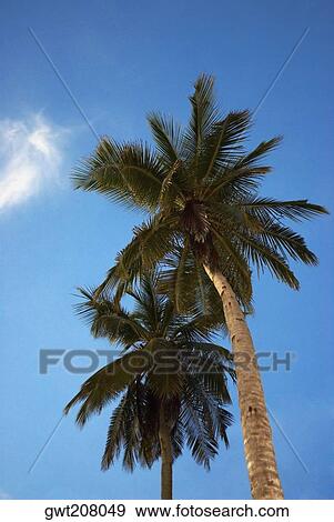 Low angle view of palm trees, South West Bay, Providencia, Providencia y Santa Catalina, San Andres y Providencia Department, Colombia View Large Photo Image Stock Photo - Low angle view of palm trees, South West Bay, Providencia, Providencia y Santa Catalina, San Andres y Providencia Department, Colombia. Fotosearch