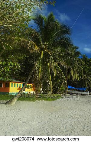 Palm trees on the beach, Providencia, san Andres, Providencia y Santa Catalina, San Andres y Providencia Department, Colombia View Large Photo Image Picture - Palm trees on the beach, Providencia, san Andres, Providencia y Santa Catalina, San Andres y Providencia Department, Colombia. Fotosearch