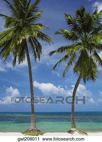 Palm trees on the beach, Spratt Bight Beach, San Andres, Providencia y Santa Catalina, San Andres y Providencia Department, Colombia View Large Photo Image Stock Image - Palm trees on the beach, Spratt Bight Beach, San Andres, Providencia y Santa Catalina, San Andres y Providencia Department, Colombia. Fotosearch