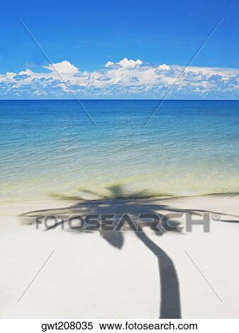 Stock Photography - Shadow of a tree on the beach, Providencia, Providencia y Santa Catalina, San Andres y Providencia Department, Colombia. Fotosearch