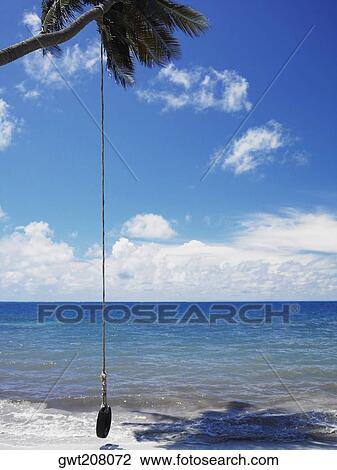 Tire swing over the sea, Manzanillo Beach, Providencia Island, Providencia y Santa Catalina, San Andres y Providencia Department, Colombia View Large Photo Image Stock Image - Tire swing over the sea, Manzanillo Beach, Providencia Island, Providencia y Santa Catalina, San Andres y Providencia Department, Colombia. Fotosearch