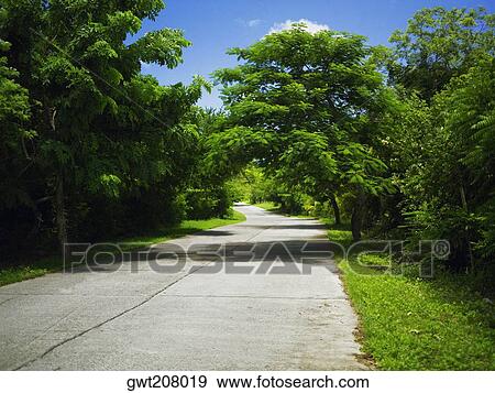 Trees along a road, Providencia, Providencia y Santa Catalina, San Andres y Providencia Department, Colombia View Large Photo Image Stock Photo - Trees along a road, Providencia, Providencia y Santa Catalina, San Andres y Providencia Department, Colombia. Fotosearch