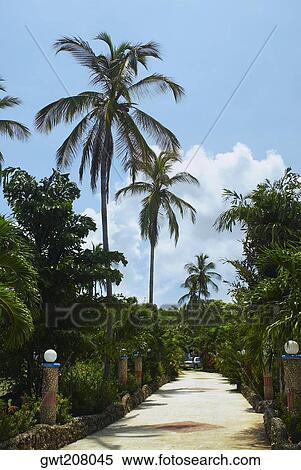 Trees along a walkway, San Andres, Providencia y Santa Catalina, San Andres y Providencia Department, Colombia View Large Photo Image Stock Photography - Trees along a walkway, San Andres, Providencia y Santa Catalina, San Andres y Providencia Department, Colombia. Fotosearch