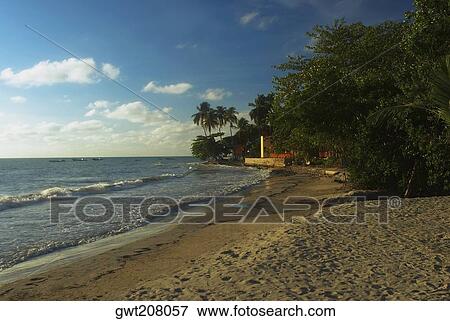 Trees on the beach, Providencia, Providencia y Santa Catalina, San Andres y Providencia Department, Colombia View Large Photo Image Stock Photo - Trees on the beach, Providencia, Providencia y Santa Catalina, San Andres y Providencia Department, Colombia. Fotosearch