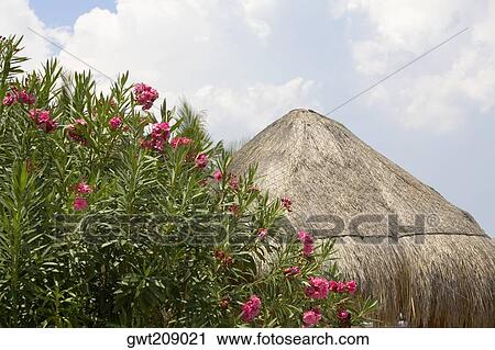 Close-up of flowers near a thatched roof, Cancun, Mexico View Large Photo Image Stock Image - Close-up of flowers near a thatched roof, Cancun, Mexico. Fotosearch