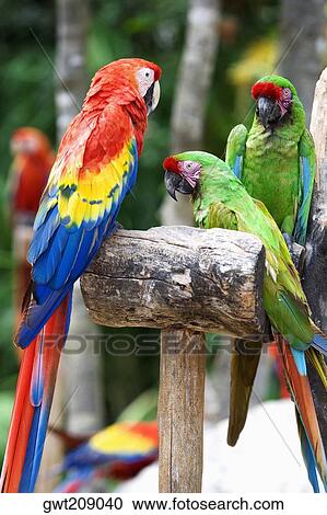 Close-up of three parrots, Cancun, Mexico View Large Photo Image Stock Image - Close-up of three parrots, Cancun, Mexico. Fotosearch