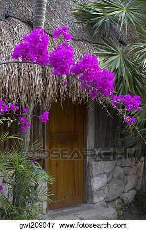 Stock Photo - Flowers and plants near a thatched roof hut, Cancun, Mexico. Fotosearch
