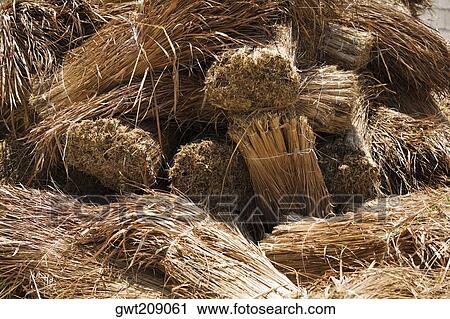 Hay bales in a field, Cancun, Mexico View Large Photo Image Stock Image - Hay bales in a field, Cancun, Mexico. Fotosearch