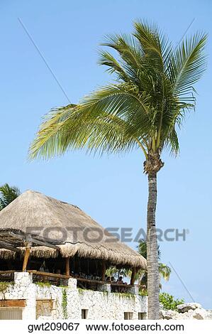 Low angle view of a palm tree in front of a building, Cancun, Mexico View Large Photo Image Stock Photo - Low angle view of a palm tree in front of a building, Cancun, Mexico. Fotosearch