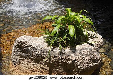 Plants growing on a rock, Cancun, Mexico View Large Photo Image Stock Photography - Plants growing on a rock, Cancun, Mexico. Fotosearch