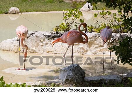 Three flamingos standing in water, Cancun, Mexico View Large Photo Image Stock Photo - Three flamingos standing in water, Cancun, Mexico. Fotosearch