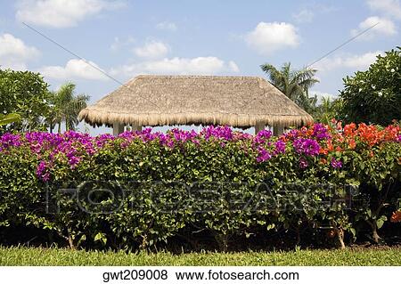 Trees and plants in a garden at the tourist resort, Cancun, Mexico View Large Photo Image Stock Photo - Trees and plants in a garden at the tourist resort, Cancun, Mexico. Fotosearch