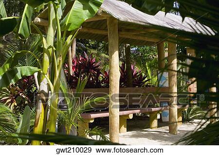 Banana tree in front of a hut, Roatan, Bay Islands, Honduras View Large Photo Image Stock Photo - Banana tree in front of a hut, Roatan, Bay Islands, Honduras. Fotosearch
