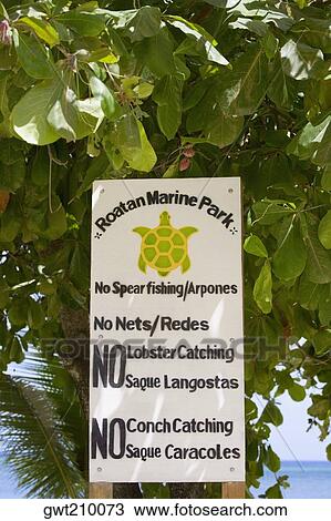 Information board hanging on a tree, West End, Roatan, Bay Islands, Honduras View Large Photo Image Stock Image - Information board hanging on a tree, West End, Roatan, Bay Islands, Honduras. Fotosearch