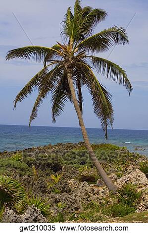 Palm tree on the coast, Roatan, Bay Islands, Honduras View Large Photo Image Stock Photography - Palm tree on the coast, Roatan, Bay Islands, Honduras. Fotosearch
