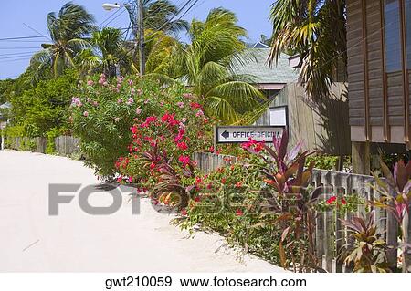 Stock Photo - Plants and trees at the roadside, West End, Roatan, Bay Islands, Honduras. Fotosearch