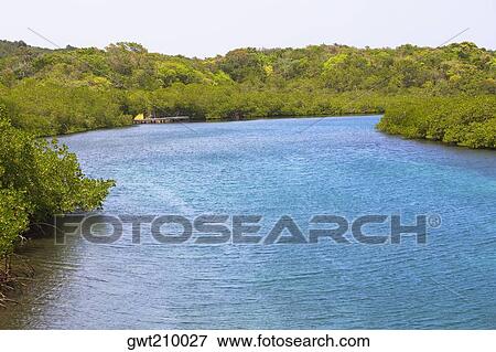 River passing through a forest, Dixon Cove, Roatan, Bay Islands, Honduras View Large Photo Image Stock Photo - River passing through a forest, Dixon Cove, Roatan, Bay Islands, Honduras. Fotosearch